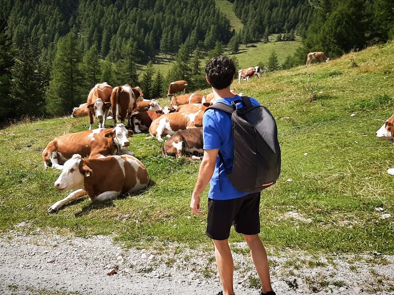 Excursión entre vacas en los Alpes austríacos